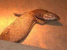 red ackie