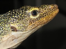 female finschi
