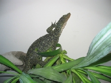 finschi climbing