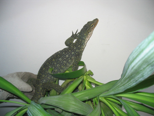 finschi climbing