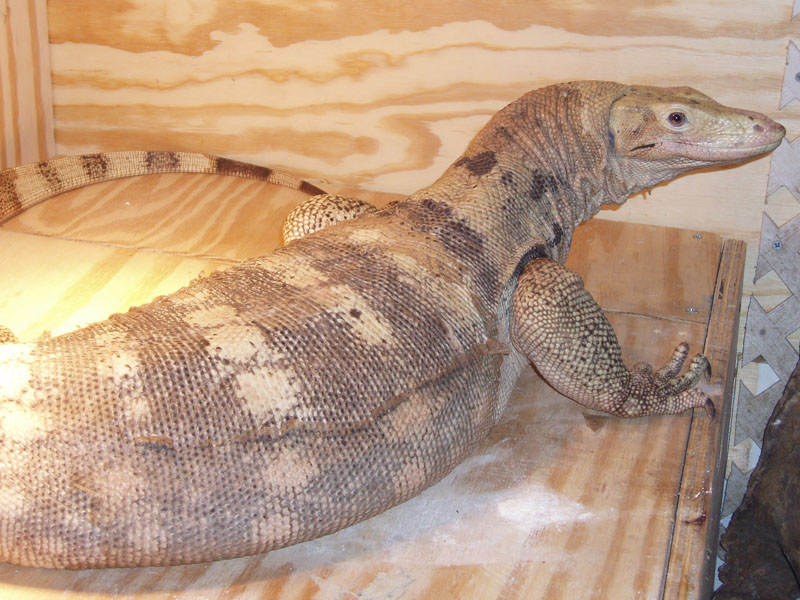 female sulfur