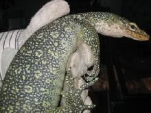 female finschi