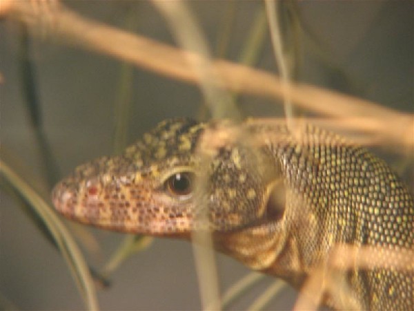 varanus sp