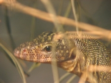 varanus sp