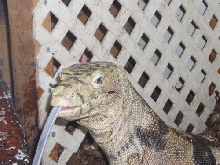 male sulfur water monitor