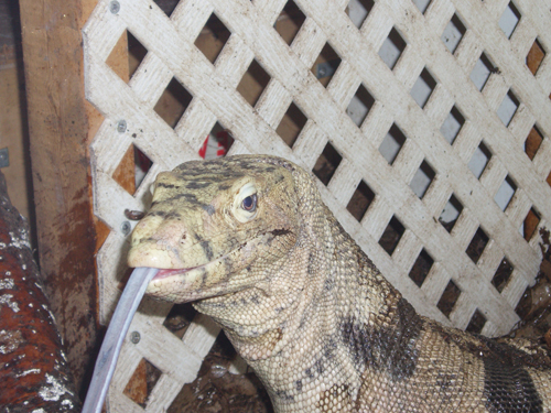 male sulfur water monitor