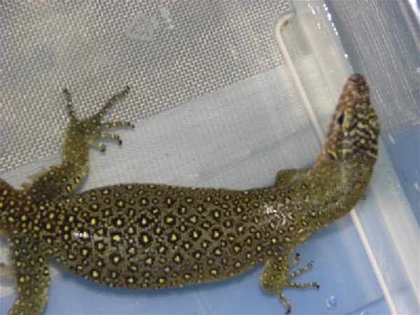 varanus sp