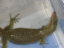 varanus sp