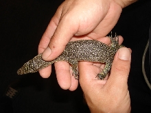 new indicus type