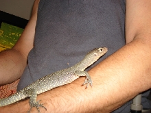 new indicus type