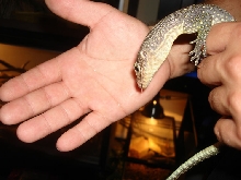 new indicus type