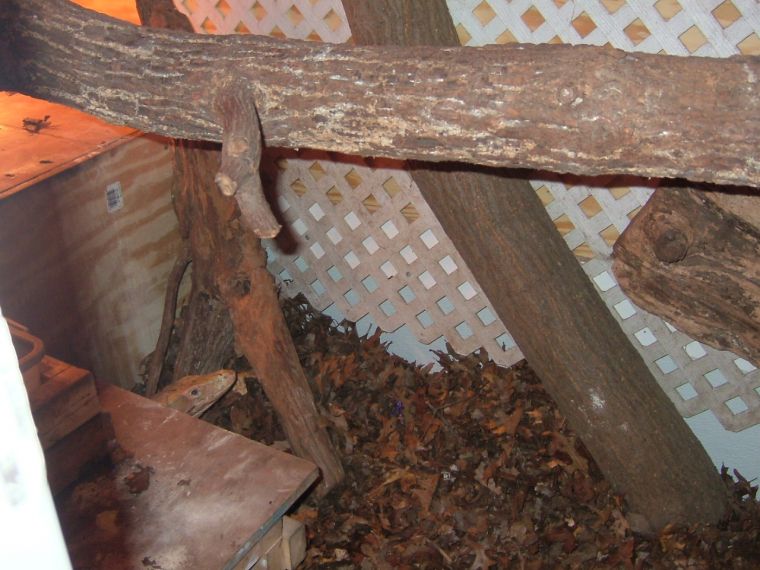 sulfurs enclosure