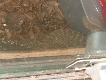 tristis copulation
