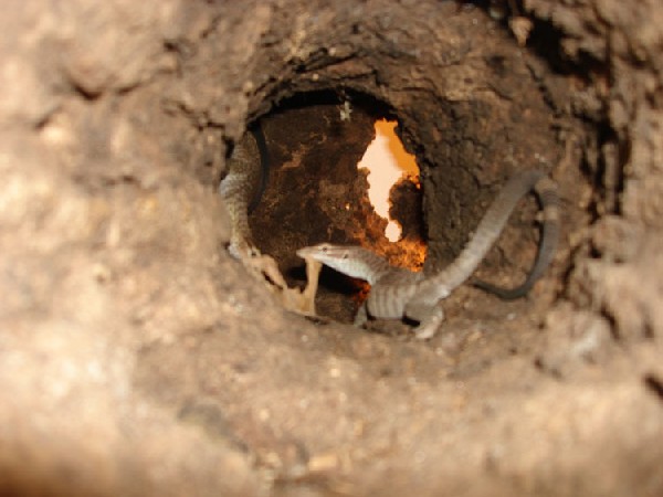 tristis log