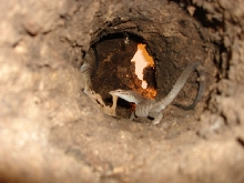 tristis log