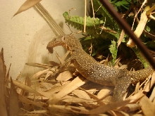 varanus sp