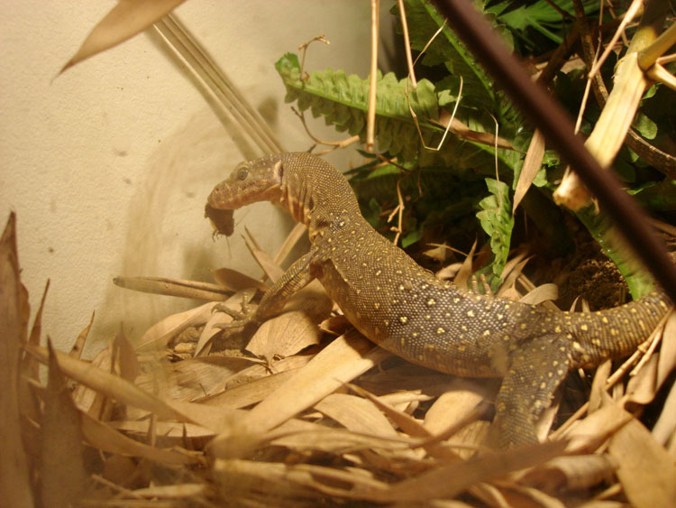 varanus sp
