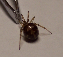 Mystery spider...