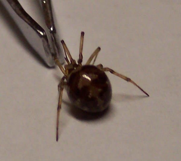Mystery spider...