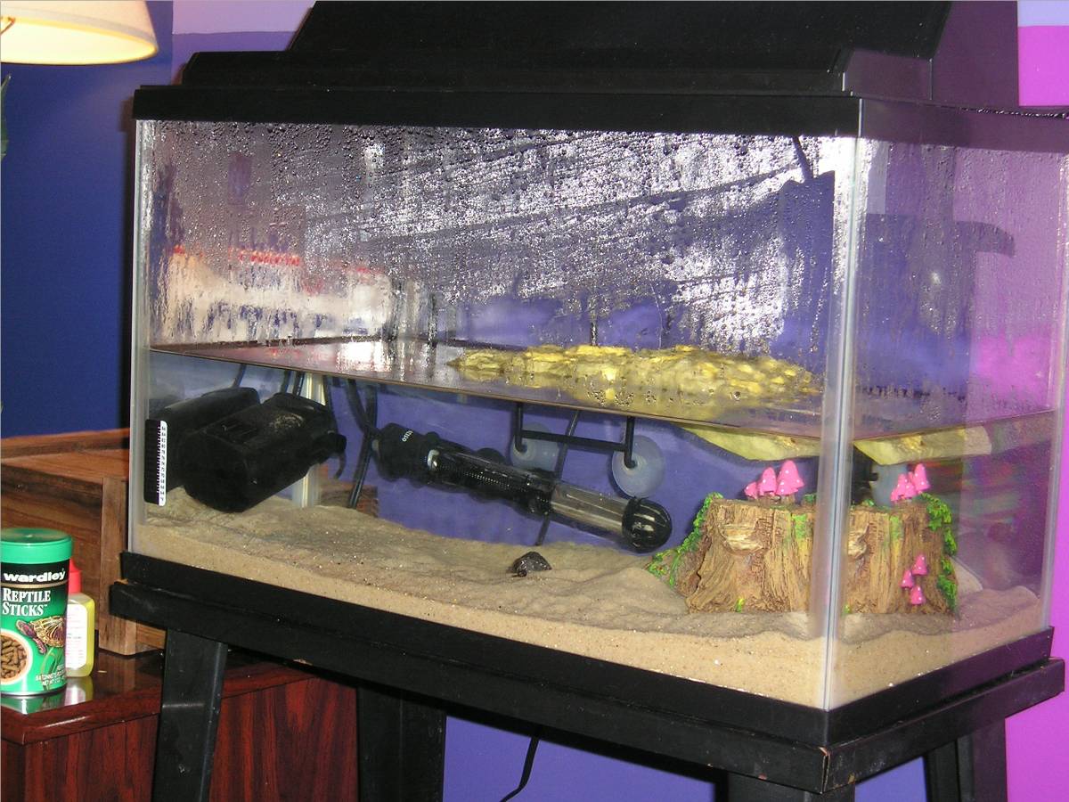 Turtle Tank