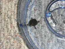 Musk Turtle