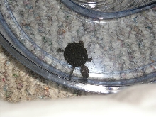 Musk Turtle 1