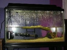 Turtle Tank 1