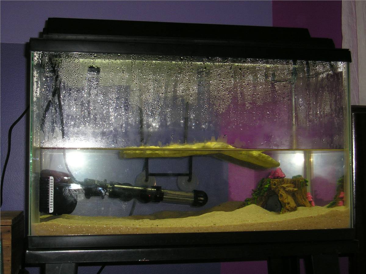 Turtle Tank 1