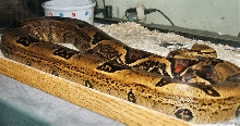 side view of spot