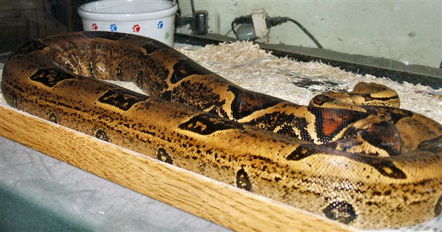 side view of spot