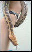 borneo male