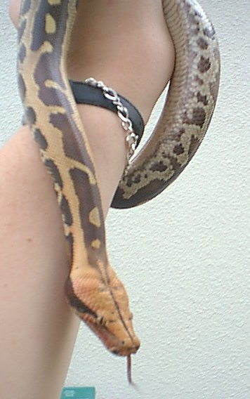 borneo male
