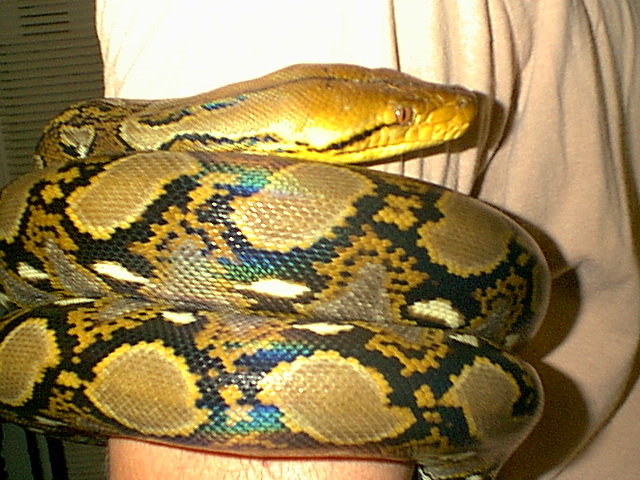 loki