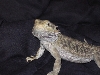 my beardie