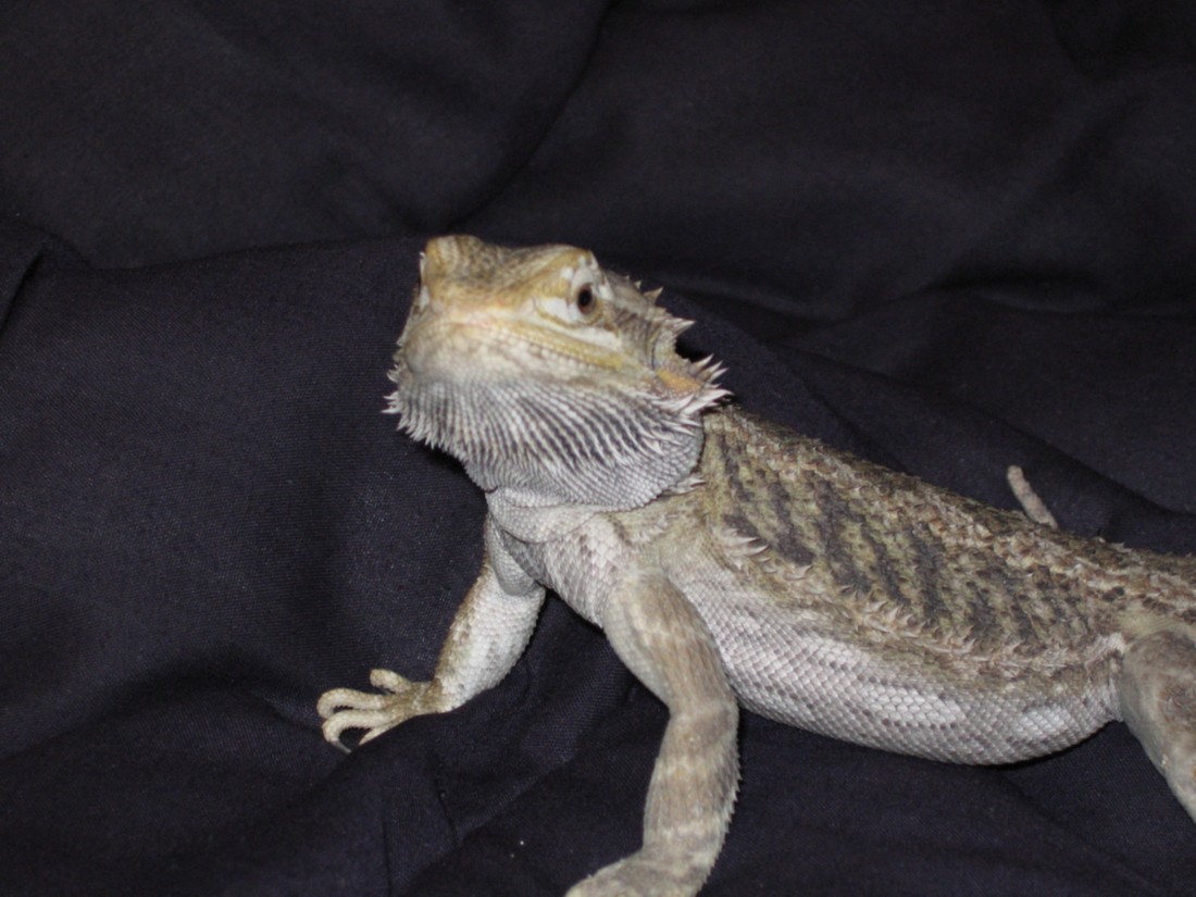 my beardie