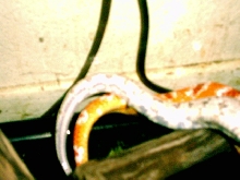 Breeding