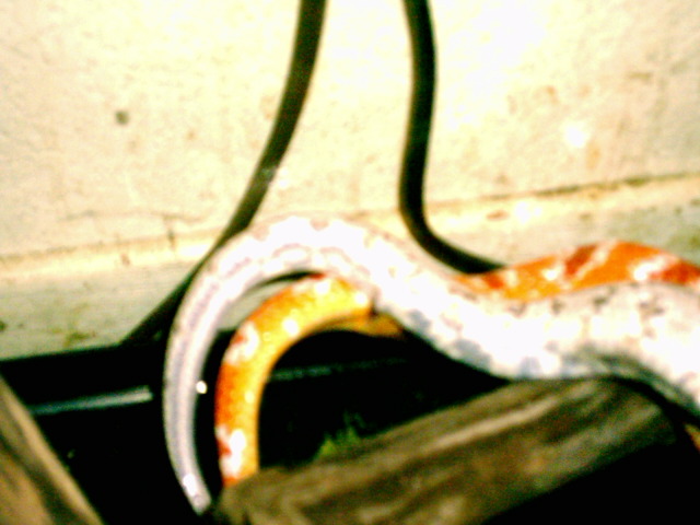 Breeding
