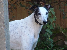 Micky, watching the chickens