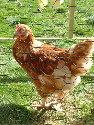 Squarker