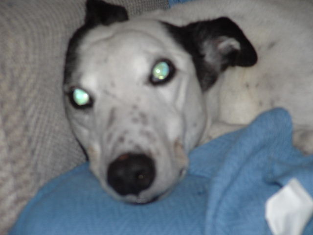 angel face