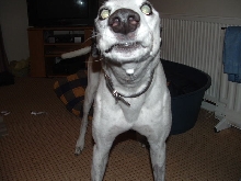 have i got any boogies?