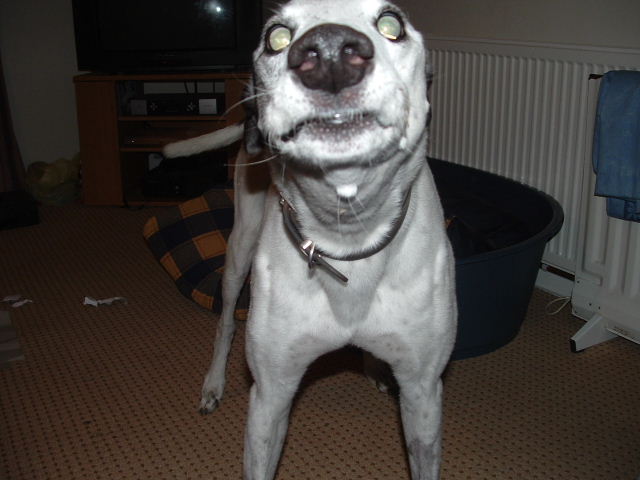 have i got any boogies?