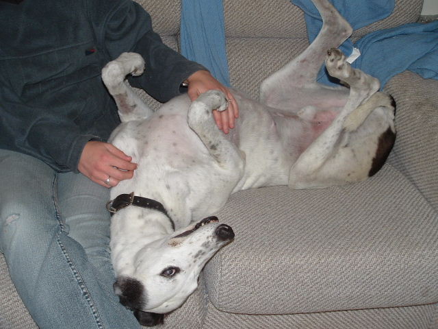typical greyhound pose