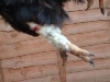 bad legs