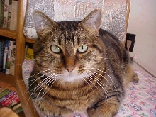 gypsy, da cat