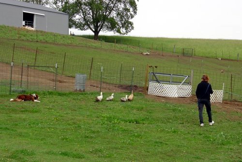ASCA Herding Trial, Amana, IA