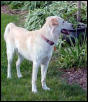 baron in the yard
