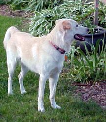 baron in the yard