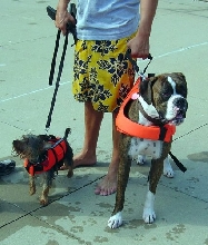 Iowa City Dog Paddle 2005