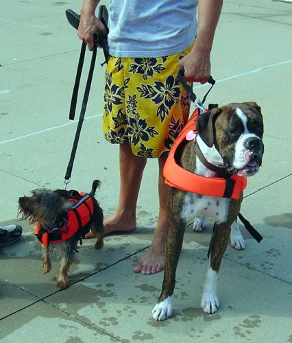 Iowa City Dog Paddle 2005